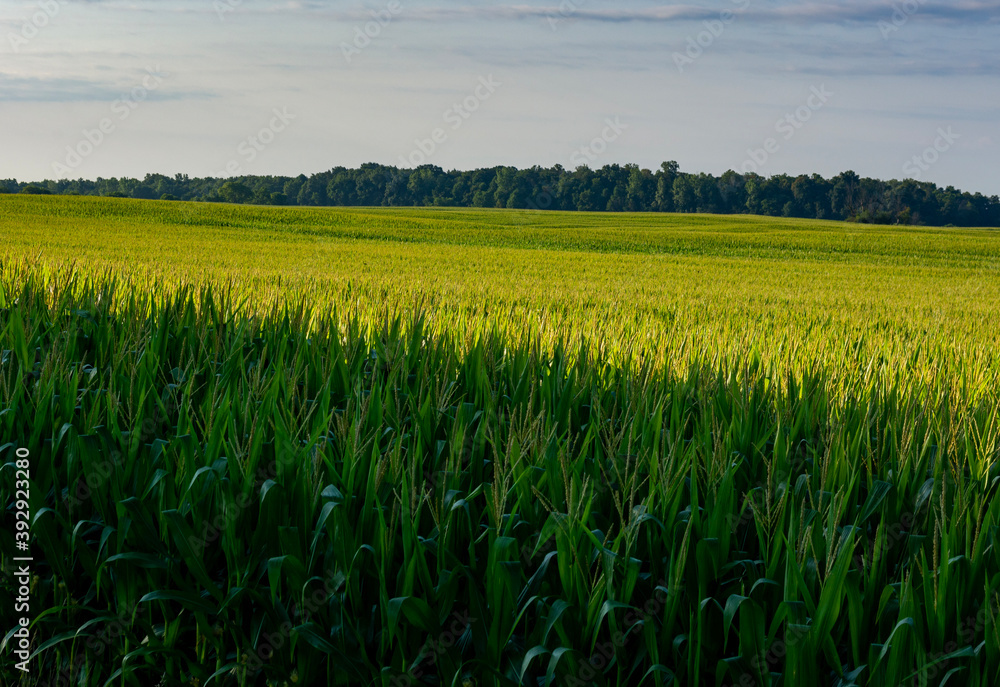 green rice field green rice field