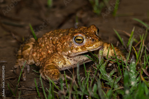 Natterjack toad cooling off
