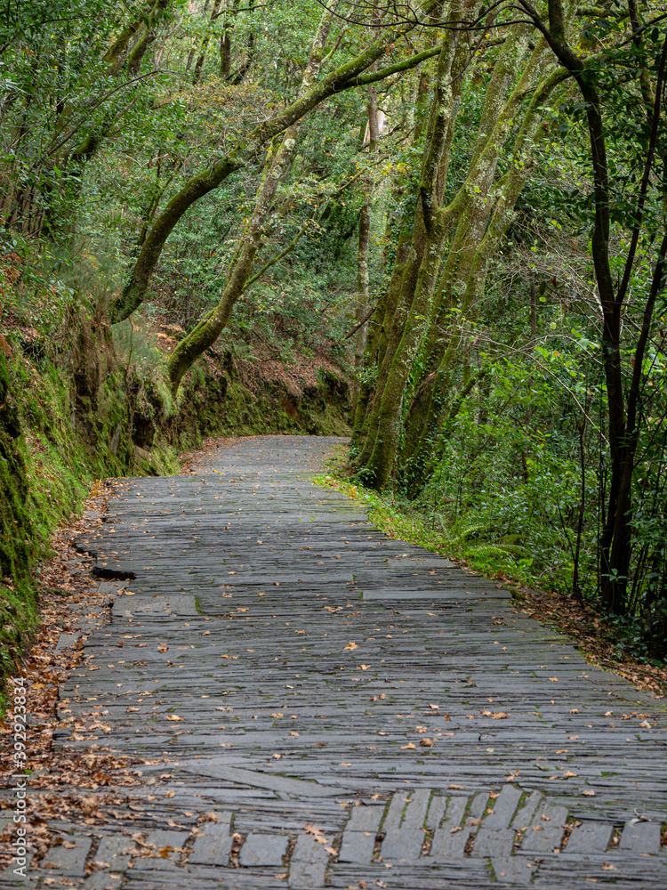 camino al Monasterio de San Juan de Caaveiro, parque natural Fragas del Eume, provincia de La Coruña, Galicia, Spain camino al Monasterio de San Juan de Caaveiro, parque natural Fragas del Eume, provincia de La Coruña, Galicia, Spain