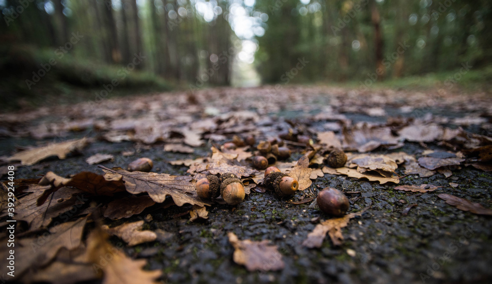 autumn tree dry leaf forest nature autumn tree dry leaf forest nature