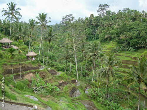 bali's green rice terraces cascade on top of the mountain. beautiful thyristic view. Cultivation of crops