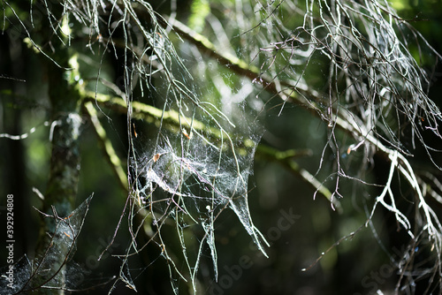 Cobweb on the branches of an old tree. Sad landscape. Dead tree.