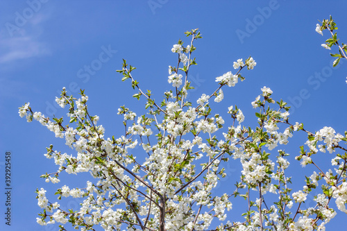 Blooming cherry tree. Cherry flowers on the tree close-up. Shallow focus.