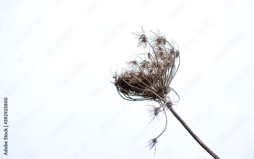 Fototapeta premium dandelion seed head
