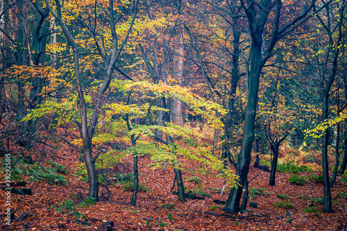 Wet woodland tree's with spectacular autumn colours in chantry woods near Guildford, Surrey
