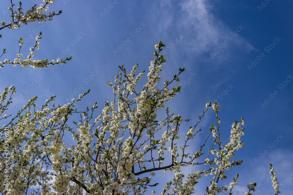 Blooming cherry tree. Cherry flowers on the tree close-up. Shallow focus. Blooming cherry tree. Cherry flowers on the tree close-up. Shallow focus.