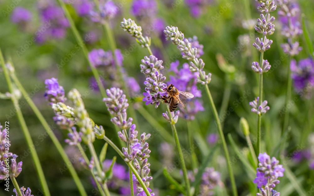 Bee on a flower Bee on a flower