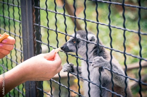 Lemur sniffing food from human hands sitting in a cage