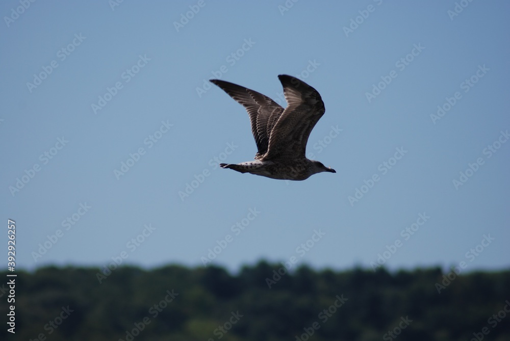Fototapeta premium Seagull in flight