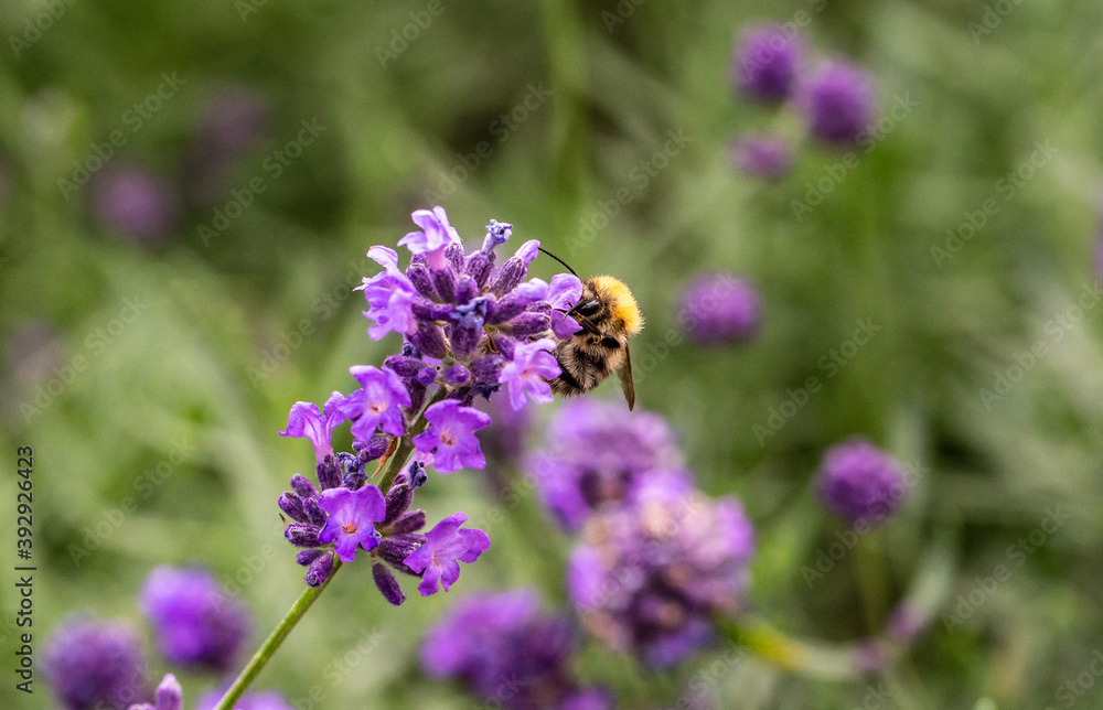 Bee on a flower Bee on a flower