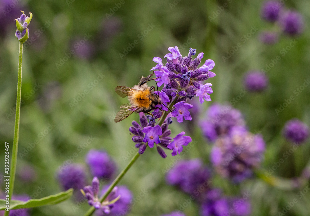 Bee on a flower Bee on a flower