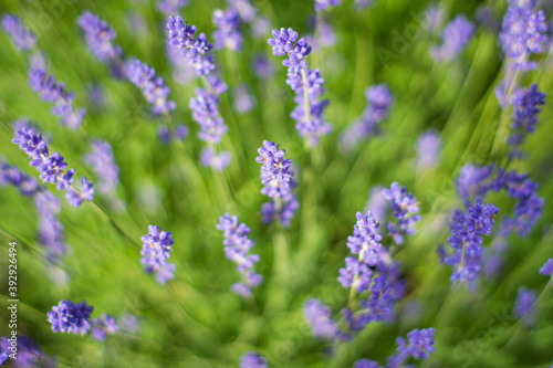 Vibrant lavender flowers shot from above with a shallow depth of field creating a soft background