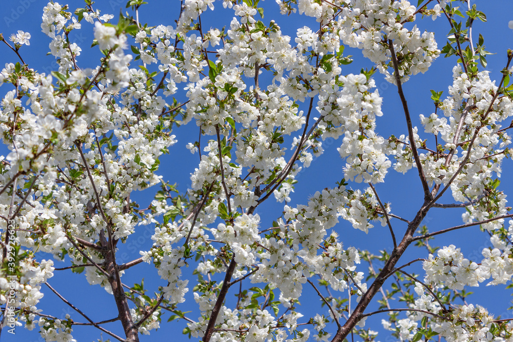 Blooming cherry tree. Cherry flowers on the tree close-up. Shallow focus. Blooming cherry tree. Cherry flowers on the tree close-up. Shallow focus.