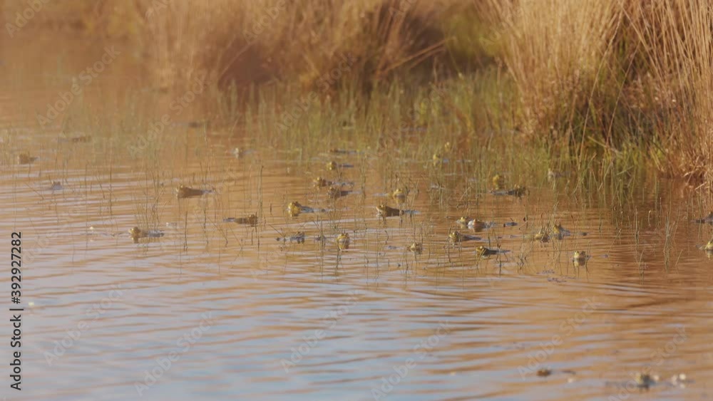 Group of common frogs through vegetation in peaceful swamp swimming at sunset Group of common frogs through vegetation in peaceful swamp swimming at sunset