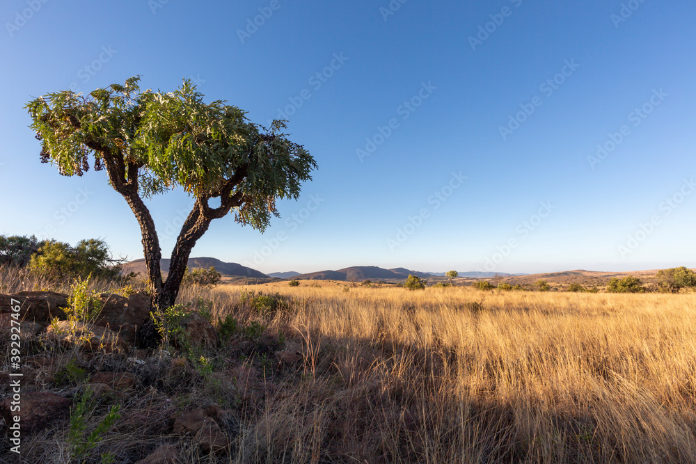 Lone cabbage tree on dry grass plain