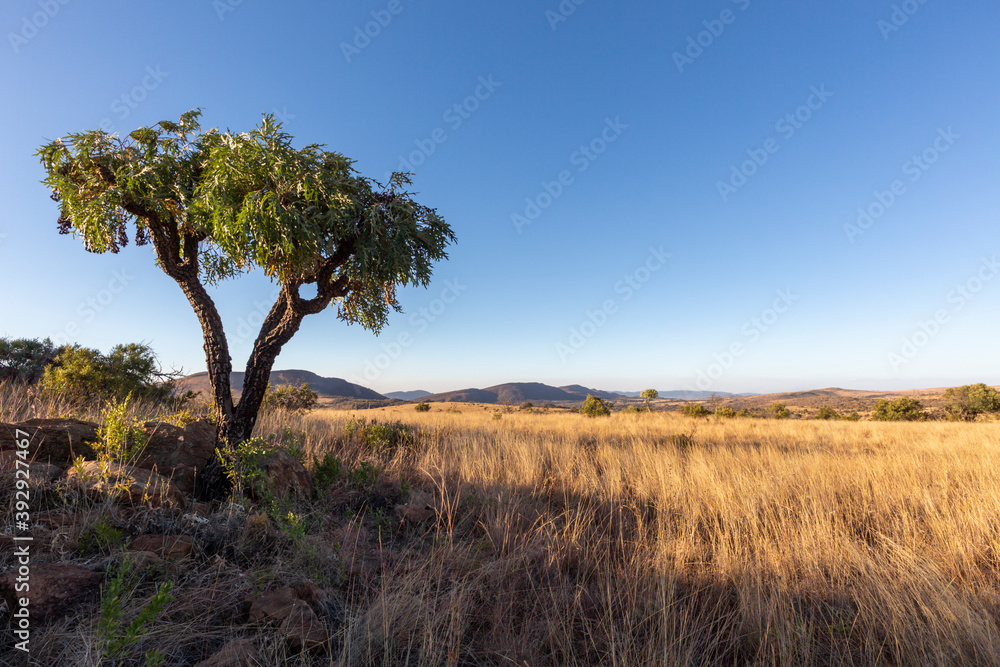 Lone cabbage tree on dry grass plain Lone cabbage tree on dry grass plain