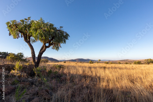 Lone cabbage tree on dry grass plain