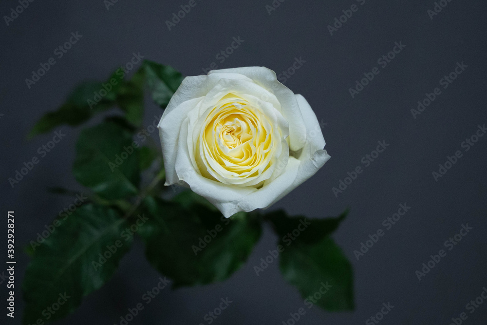 Fototapeta premium white yellow Ecuador Rose Candlelight