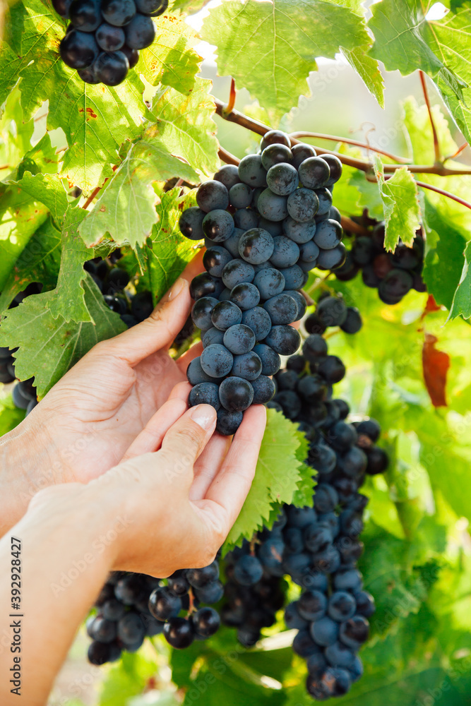 Woman picks up grapes with her hands to wine