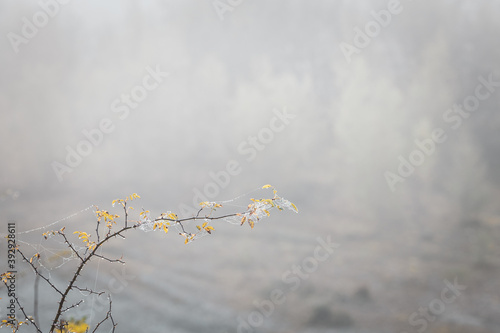 Spiky Branch Covered in Autumnal Web photo