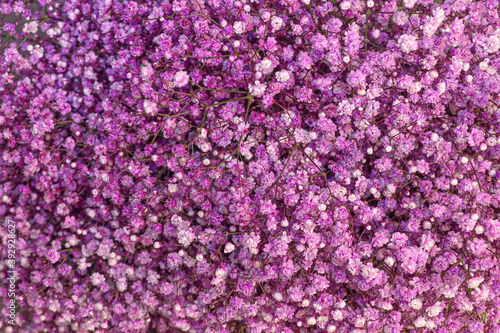 Purple Gypsophila © Olga