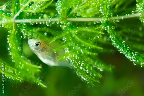 Barb fry young aquarium fish Pethia Conchonius hiding in the thickets the Ceratophyllum plant. Macro view, shallow depth of field, selective focus photo