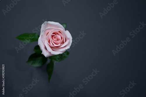 Pale pink rose novia  pink rose  novia rose  