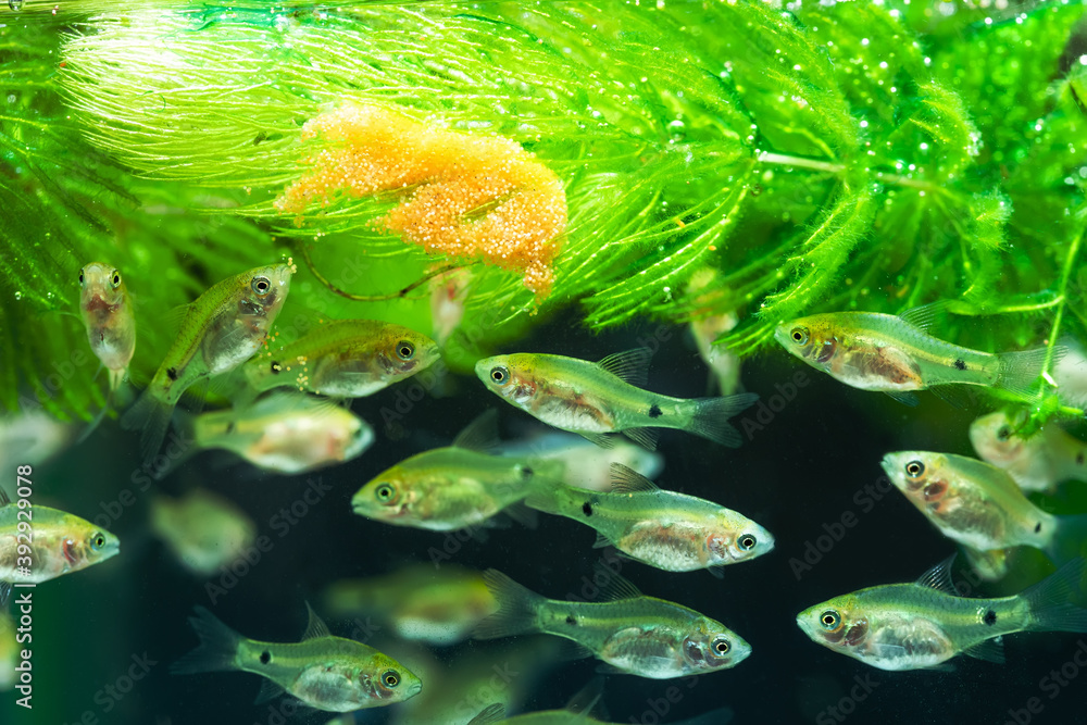 Φωτογραφία Flock of barbus fry, young aquarium fish Pethia Conchonius swim near the food and Ceratophyllum plant