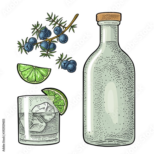 Glass and bottle gin and branch juniper. Vintage vector color engraving