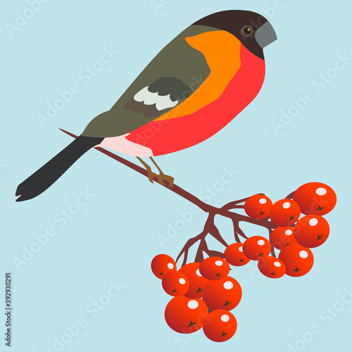 bullfinch bird with red breast sitting on a branch of mountain ash, vector drawing, isolate on a blue background