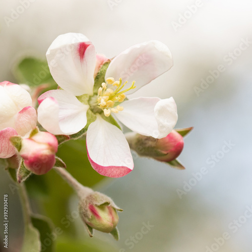 Pink white flowers, spring background. Springtime garden landscape blossoming pink petals fruit tree branch, tender blurred bokeh backdrop. Shallow depth of field. macro view