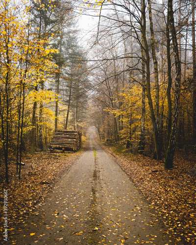 a path through the forest