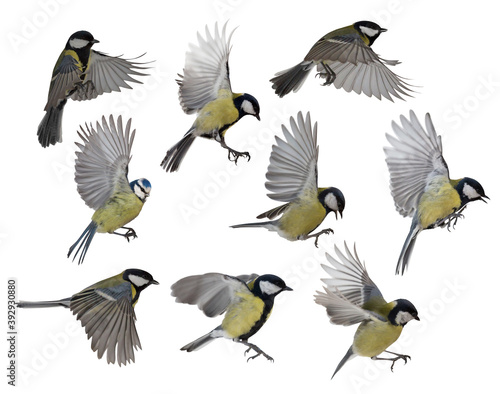 photo of nine isolated tit in flight