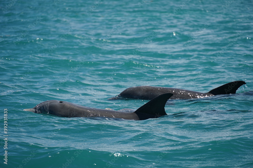 Obraz premium sian ka'an, sian kaan, tulum, natural reserve, lagoon, mexico, quintana roo, sky, animals, birds, sea, caribbean, clouds, cristalline, water, mangroves