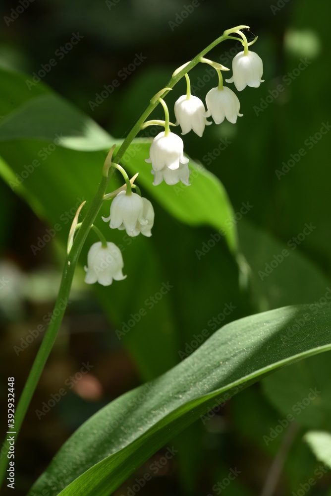 Lily of the valley - Maigloeckchen (Convallaria majalis) Lily of the valley - Maigloeckchen (Convallaria majalis)