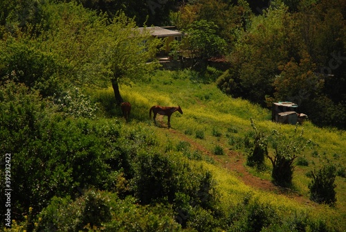 Fototapeta Naklejka Na Ścianę i Meble -  Brown Horse in Green Forest 