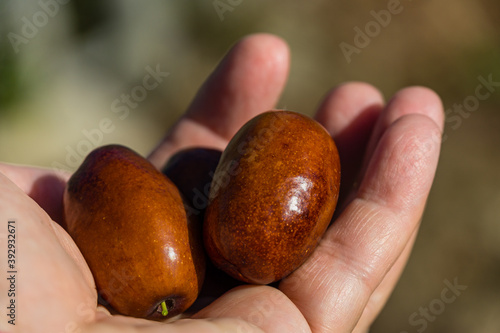 Ripe brown Ziziphus jujuba fruits ( Chinese dateI on the hand. Close-up exotic fruits of jujube tree.