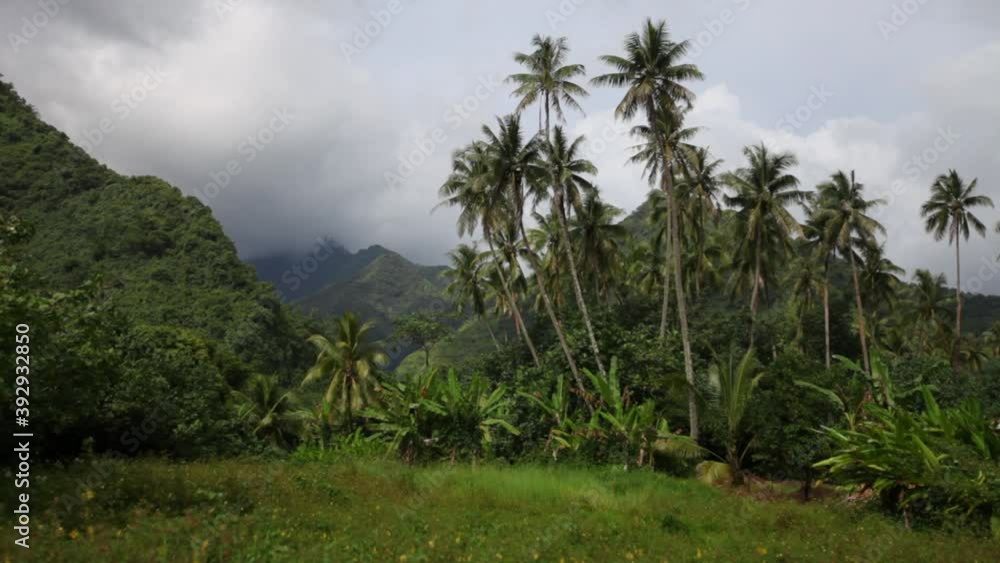 Wide, palm trees in tropical Tahiti landscape Wide, palm trees in tropical Tahiti landscape