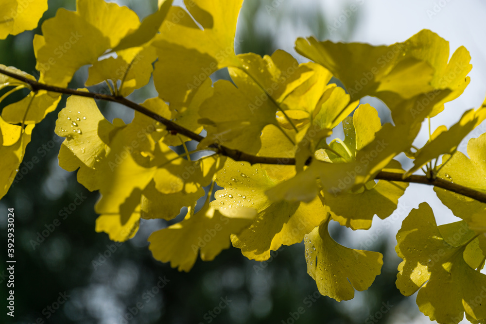 Yellow and gold leaves of Ginkgo tree (Ginkgo biloba), known as ginkgo or gingko with water drops against background of blurry bokeh. Golden foliage elegant nature concept for design Yellow and gold leaves of Ginkgo tree (Ginkgo biloba), known as ginkgo or gingko with water drops against background of blurry bokeh. Golden foliage elegant nature concept for design