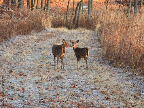 White deer in the woods: A white-tailed deer doe sniffs another doe in a touching moment as they walk a mowed path filled with frost in a small clearing in the forest on late autumn morning at sunrise