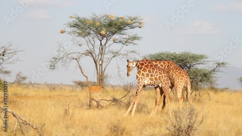 Giraffes in African plains, wide