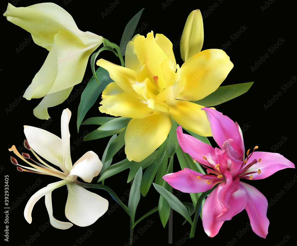 Fototapeta premium three colors lilies bunch on black