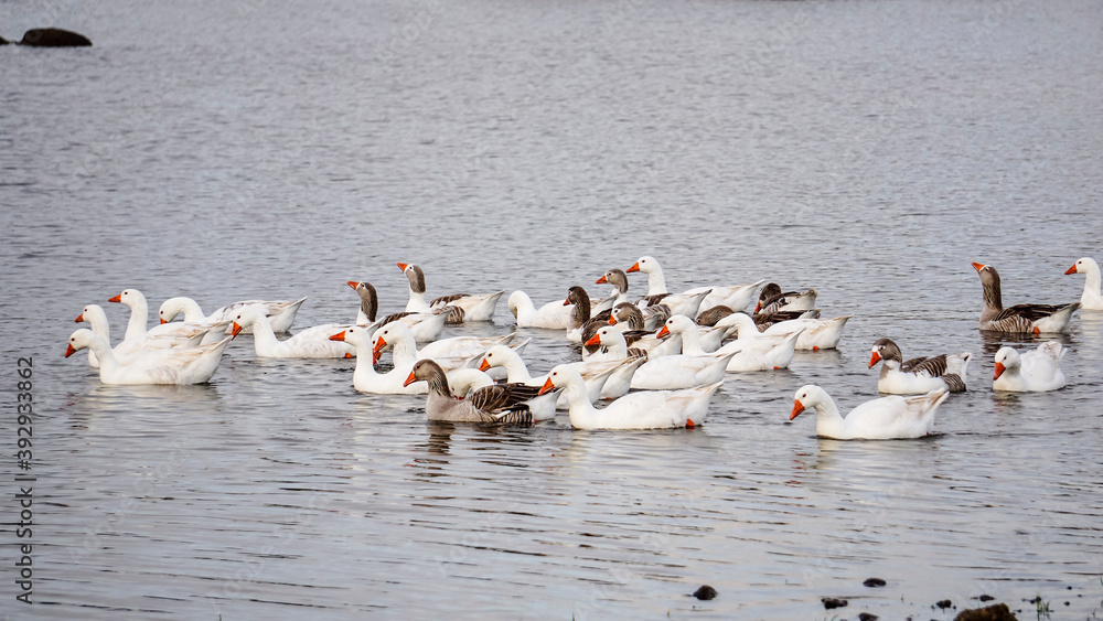 Red-billed geese in the water of a lagoon in Extremadura Red-billed geese in the water of a lagoon in Extremadura