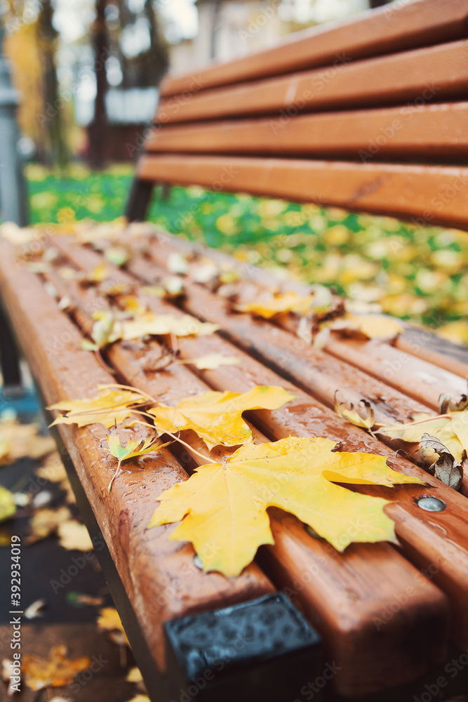 Bench with fallen yellow leaves in autumn park. Autumn concept, cold weather, sad lonely time Bench with fallen yellow leaves in autumn park. Autumn concept, cold weather, sad lonely time