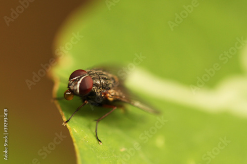 close up of a fly © Hamza