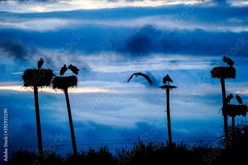 Stork nests in the backlight in Extremadura