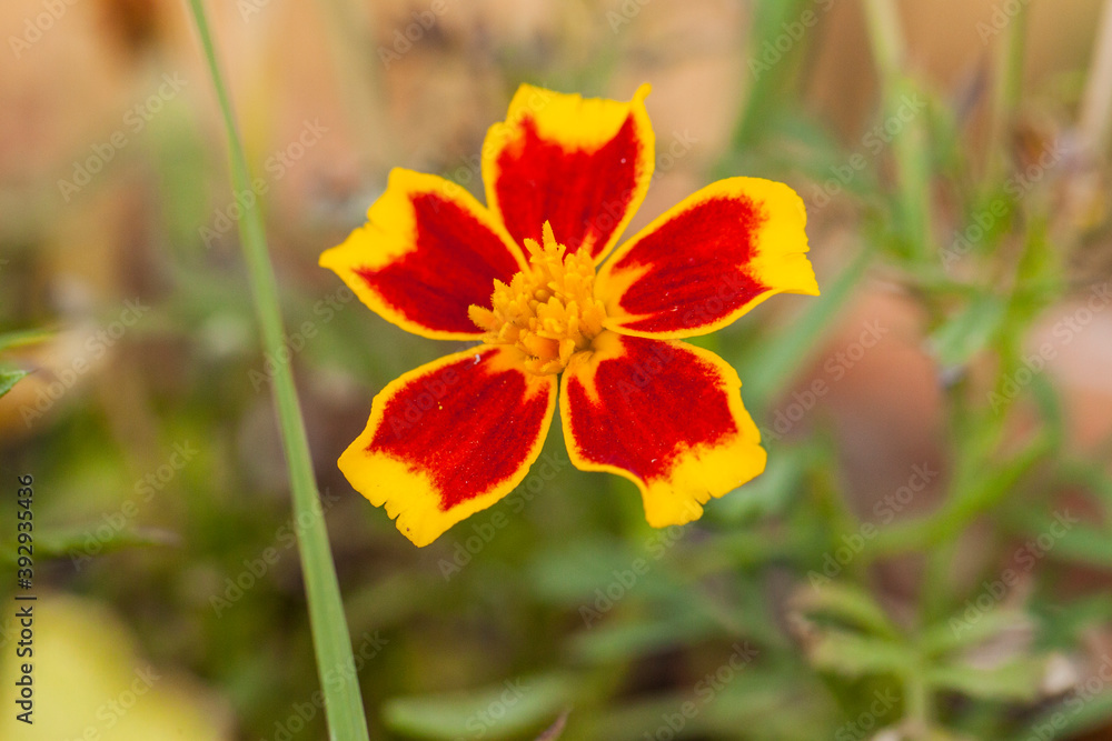 orange flower in the garden orange flower in the garden