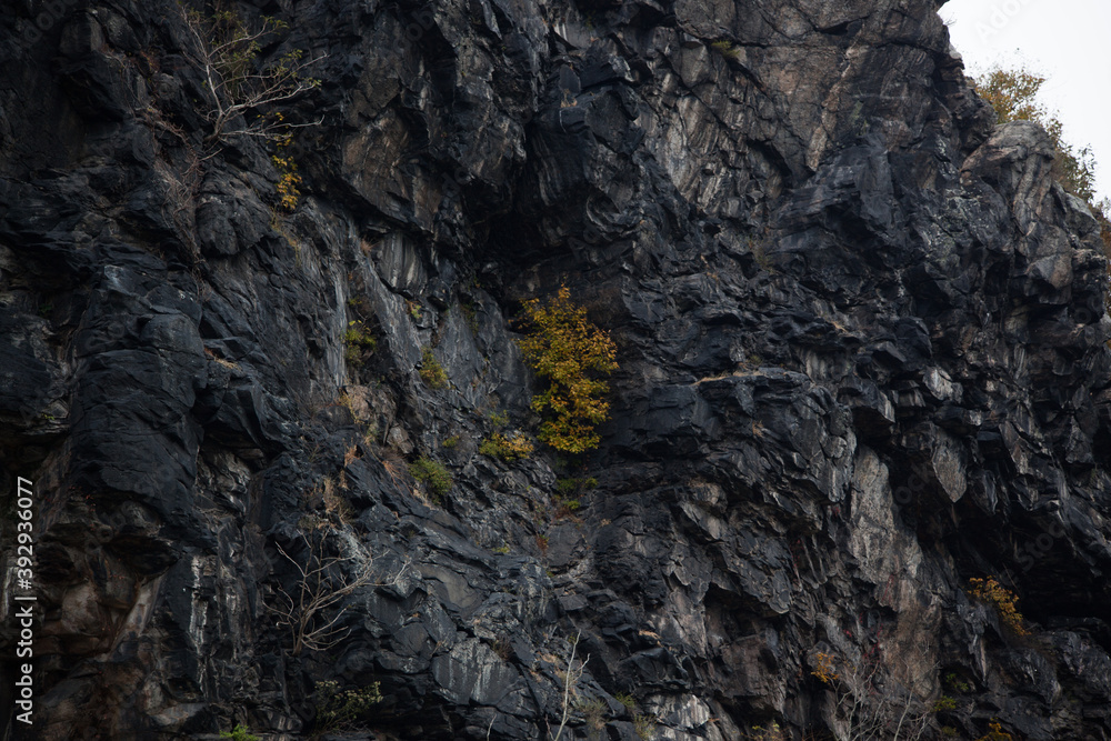 Tree growing out of a rock cliff face