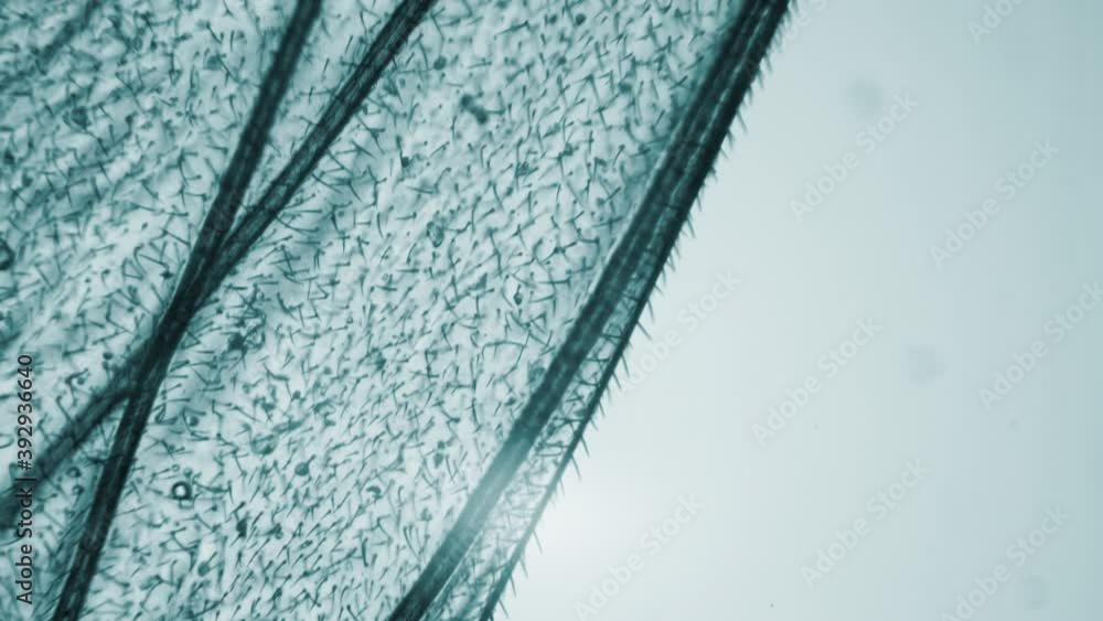 Fruit fly under Microscope. Biological experiments in a secret laboratory. Editing the DNA of