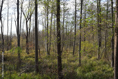 Sonnige sumpfige Waldlandschaft im Herbst im Spreewald